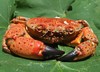 Krab