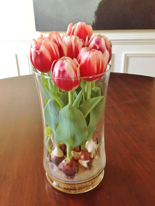 Вырастить тюльпаны в домашних условиях