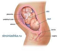 33 неделя беременности