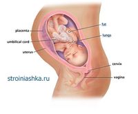 34 неделя беременности