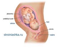 37 неделя беременности