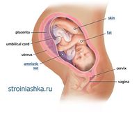 39 неделя беременности