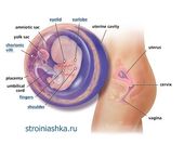 8 неделя беременности