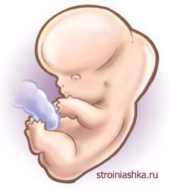 8 неделя беременности